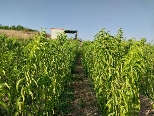 Aşılı Açık Köklü Big Top Nektarin Fidanı