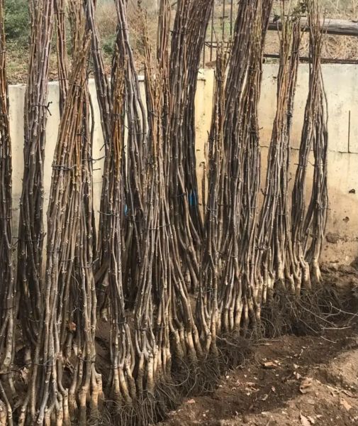 Aşılı Açık Köklü Fernette Ceviz Fidanı