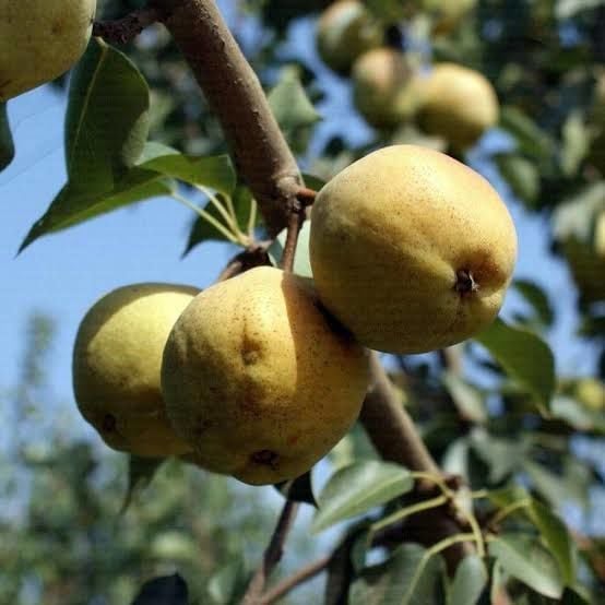 Aşılı Tüplü Margaret Marilla Armut Fidanı