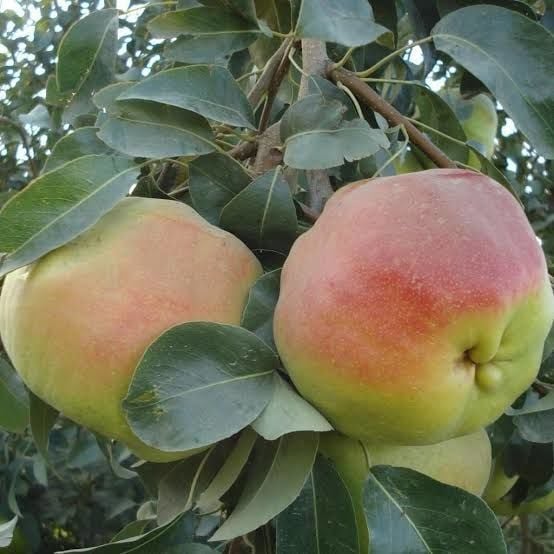 Aşılı Tüplü Deveci Armut Fidanı