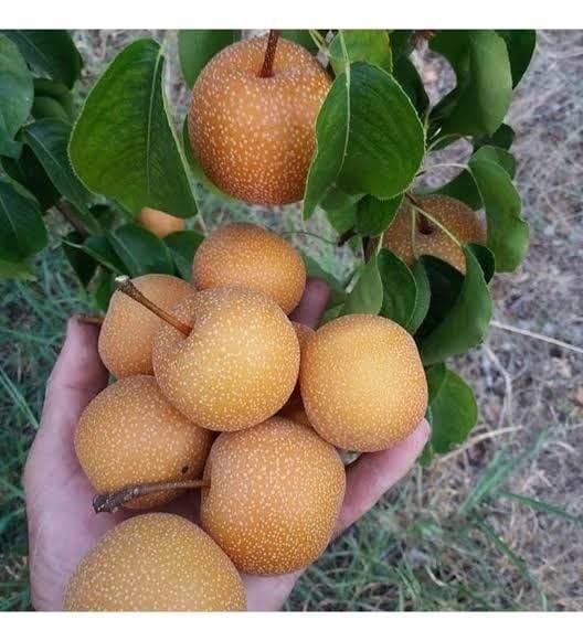 Aşılı Tüplü Japon Naşi Armut Fidanı