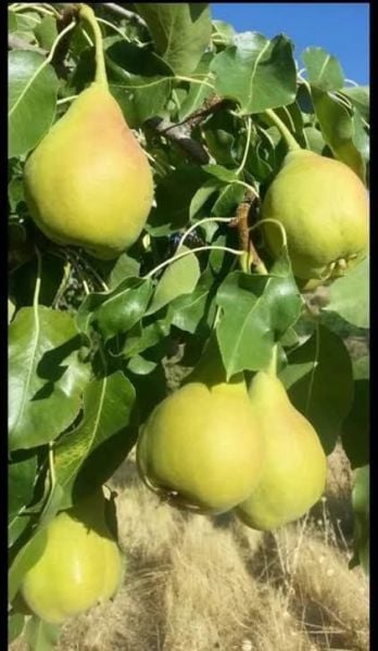 Aşılı Tüplü Malatya Bal Armut Fidanı