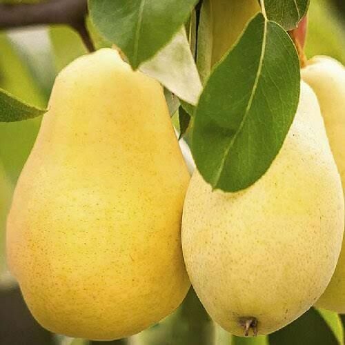 Aşılı Tüplü Limon Armut Fidanı