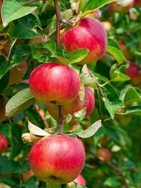 Aşılı Tüplü Amasya Elma Fidanı