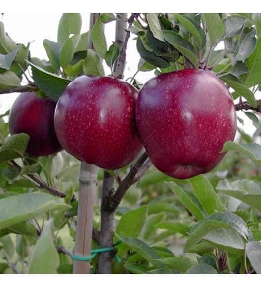 Aşılı Tüplü Jeromine Elma Fidanı