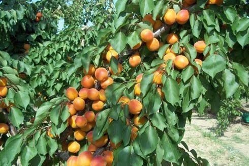 Aşılı Tüplü Hacıhaliloğlu Kayısı Fidanı