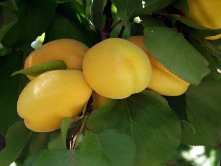 Aşılı Tüplü Çataloğlu Kayısı Fidanı