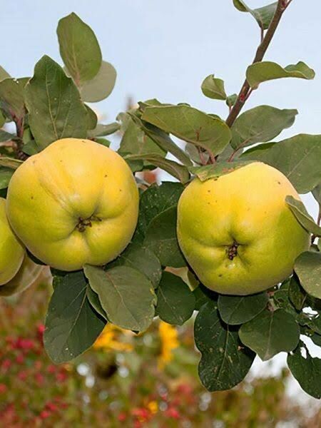 Aşılı Açık Köklü Eşme Ayva Fidanı