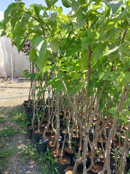 Aşılı Tüplü Yediveren Ekşi Siyah Dut Fidanı