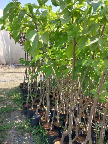 Aşılı Tüplü Beyaz İri Meyveli Dut Fidanı