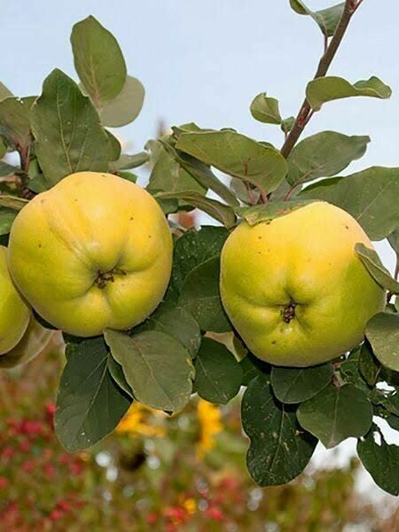 Aşılı Tüplü Eşme Ayva Fidanı