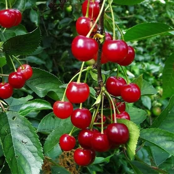 Aşılı Açık Köklü Kütahya Vişne Fidanı