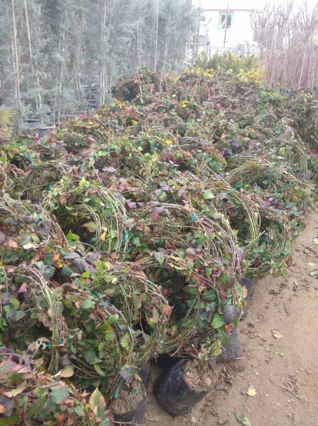 Aşılı Tüplü Jumbo Sarmaşık Böğürtlen Fidanı