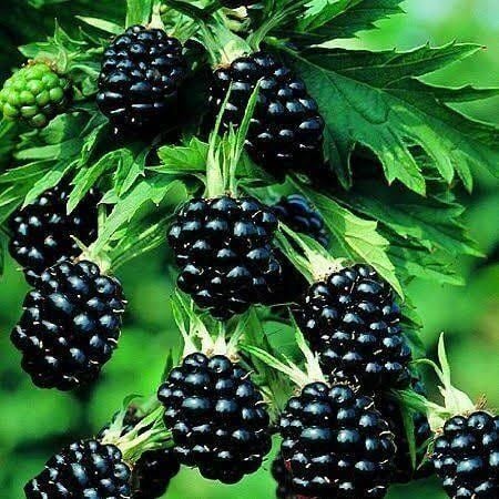 Aşılı Tüplü Arapaho Dikensiz Böğürtlen Fidanı