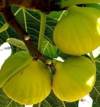 Aşılı Tüplü Adıyaman Beyaz İncir Fidanı