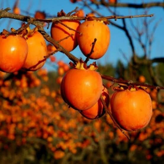 Aşılı Tüplü Rojo Brillante Hurma Fidanı