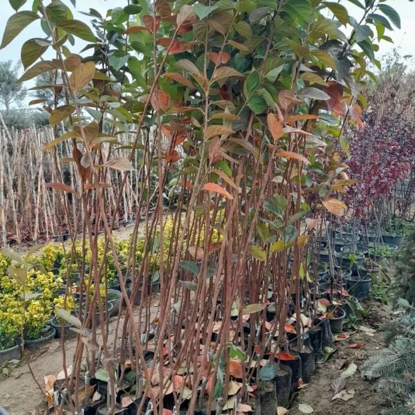 Aşılı Tüplü Rojo Brillante Hurma Fidanı