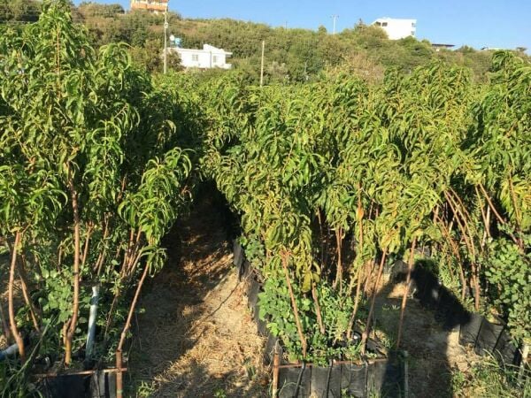 Aşılı Tüplü Bayramiç Beyazı Nektarin Fidanı