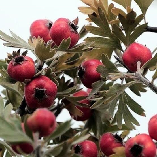 Aşılı Tüplü 2 Yaş Kırmızı Alıç Fidanı