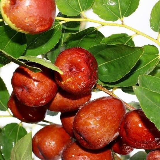 Aşılı Tüplü 2 Yaş Hünnap Fidanı