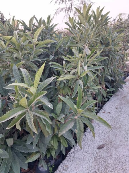 Aşılı Tüplü 2 Yaş Yeni Dünya Fidanı