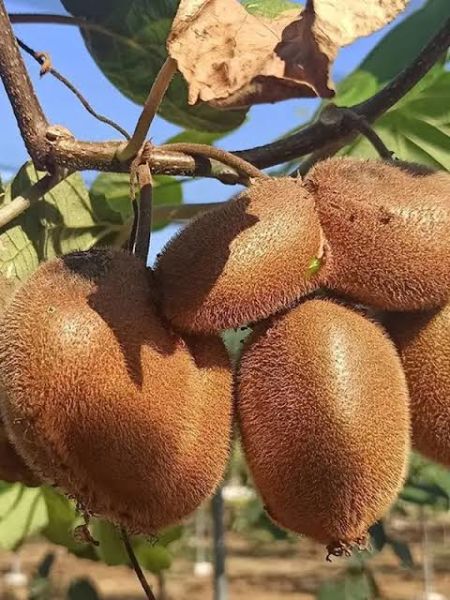 Aşılı Tüplü 2 Yaş Hayward Kivi Fidanı