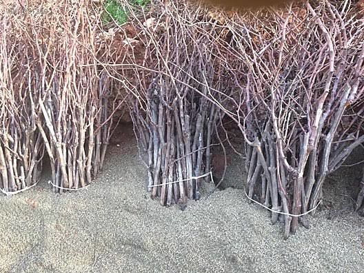 Aşılı Açık Köklü 3 Yaş Kalecik Karası Asma Fidanı