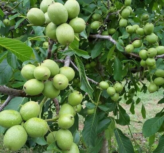 Aşılı Tüplü Franguette Ceviz Fidanı