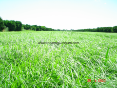 Teff Grass Tohumu İthal