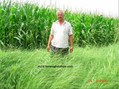 Teff Grass Tohumu İthal