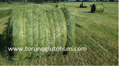 Teff Grass Tohumu İthal