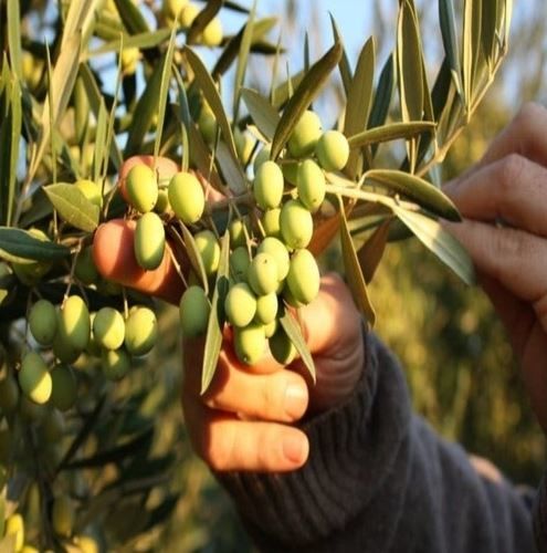 6 Adet Koroneiki Bodur Zeytin Fidanı 80 - 100 Cm Boylu 2 Yaşlı