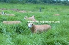 Guinea Grass Yem Bitkisi Tohumu
