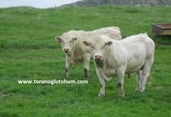 Şarole ( Cherolais ) Boğa Sperması