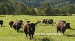 Aberdeen Angus Boğa Sperması