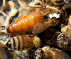 Belfaks Cinsi Ana Arı
