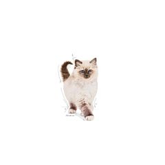 Royal Canin Kitten Kuru Yavru Kedi Maması 10 kg