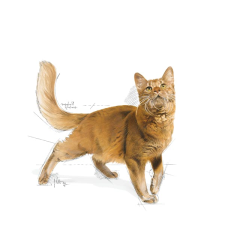 Royal Canin ® Fit 32 Yetişkin Kedi Maması 10 Kg