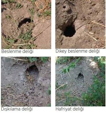 TARLA VE AMBARLARDA FARE ZARARLARI VE MÜCADELESİ