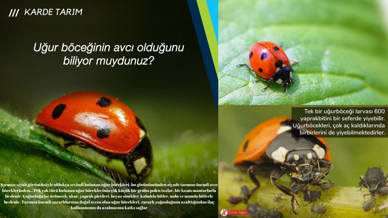 Uğur Böcekleri