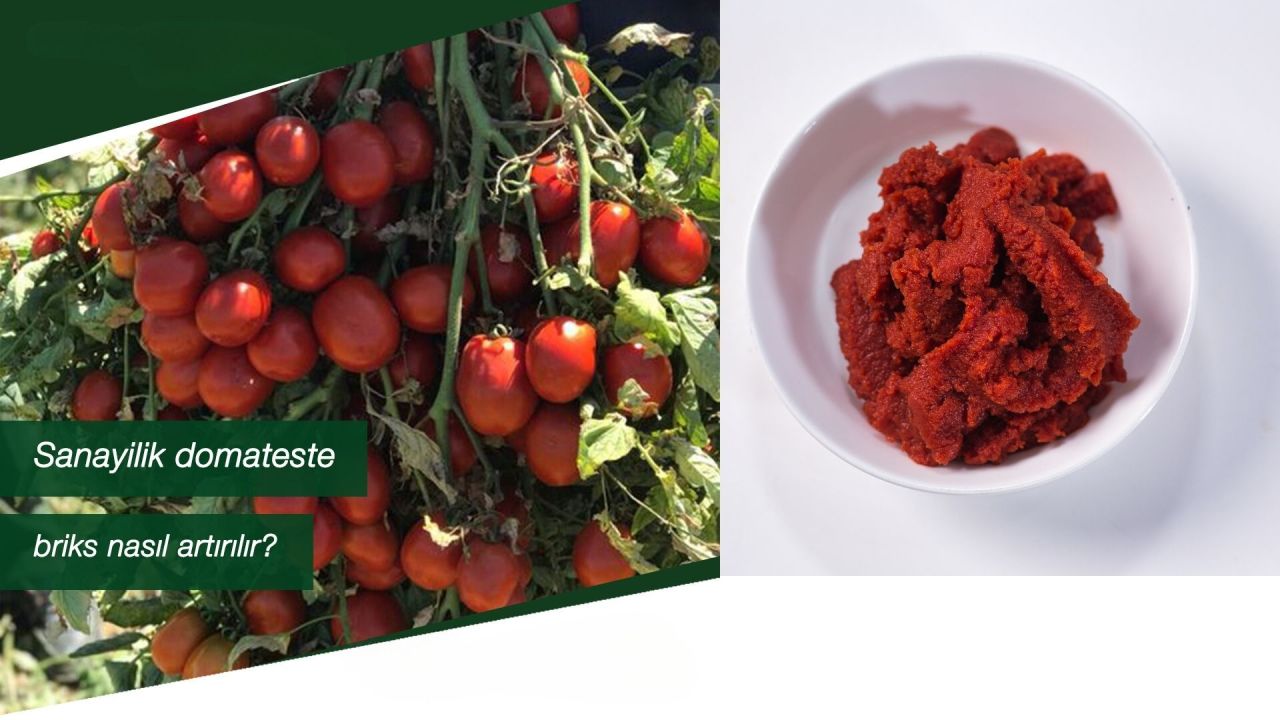 Domateste Briks Artırımı