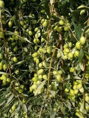 USAGRO NITROEM 8.8.8 + ME Sıvı Dengeli NPK Gübresi