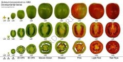 USAGRO K60 MEYVE BÜYÜTÜCÜ GELİŞTİRİCİ POTASYUM+BEYAZ KARBON
