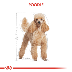 Royal Canin Poodle Adult Yetişkin Köpek Maması 3 Kg