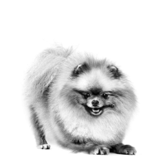 ﻿Royal Canin Pomeranian Adult Yetişkin Köpek Maması 3 Kg