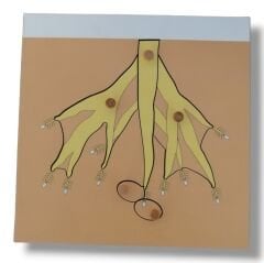 Bitkiler Puzzle Set (4 puzzle + Raf ) / Botany Puzzle Set