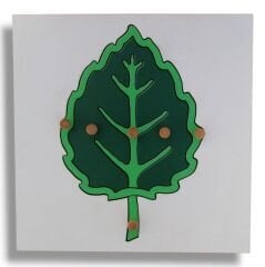 Bitkiler Puzzle Set (4 puzzle + Raf ) / Botany Puzzle Set