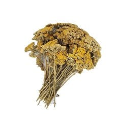 Civan Perçemi 40 gr