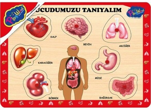 ONYIL-AHŞAP TUTMALI VÜCUDUMUZU TANIYALIM*48