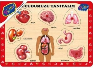 ONYIL-AHŞAP TUTMALI VÜCUDUMUZU TANIYALIM*48